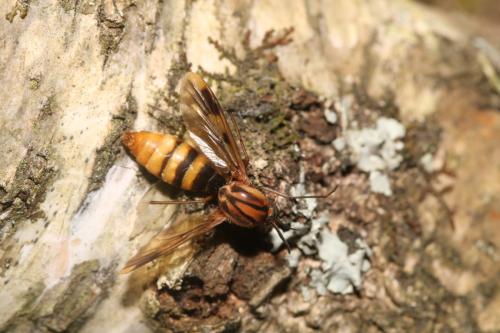 Keroplatus tipuloides